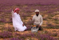 রহমতের বৃষ্টির পর সৌদির মরুভূমি ছেয়ে গেছে সুগন্ধি ফুলে