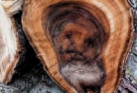 গাছে 'মানুষের ছবি' দেখতে ভিড় জমান উৎসুক জনতা