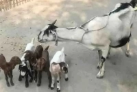 একই সঙ্গে পাঁচটি বাচ্চা জন্ম দিলো একটি ছাগল, এলাকায় চাঞ্চল্য