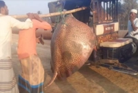 ৭০ হাজার টাকায় বিক্রি হলো ১৩০ কেজির শাপলা পাতা মাছটি