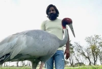 ঊদ্ধারকারীকে ছেড়ে যেতে চায় না পাখিটি