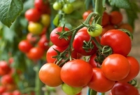 যাদের টমেটো খাওয়া ঠিক না!