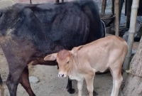 বিরল ঘটনা, ৫ মাস পর বাছুরসহ গরু ফেরত দিলো চোর!