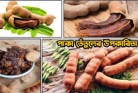 তেঁতুলের যত গুণ রয়েছে মানুষের দেহে