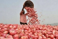 যা করলে পেঁয়াজ ভালো থাকবে দীর্ঘদিন