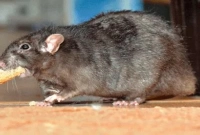 ইঁদুরের সাইজ বিড়ালের মতো, অতঃপর...