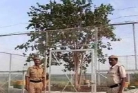 স্রেফ একটা গাছের জন্যই দিনরাত পাহারা খরচ ১২ লক্ষ টাকা!