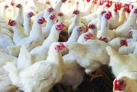 খুলনায়-হঠাৎ-ব্রয়লার-মুরগির-কেজি-কত-হলো-জানেন-