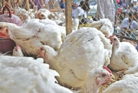 খবর পেয়েই মুরগির ব্যবসায়ীরা বাজার থেকে পালিয়ে যান