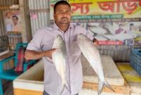 ৬ হাজার টাকায় বিক্রি পদ্মার এক ইলিশ ৬ হাজার টাকায় বিক্রি পদ্মার এক ইলিশ