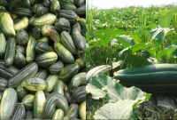 ফলন ভালো হওয়ায় অধিক লাভের আশায় পিরোজপুরের বাঙ্গি চাষিরা