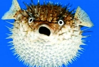 এই মাছ খেয়ে নারীর মৃত্যু, স্বামী কোমায়!