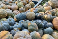 হাকালুকি হাওরে মিষ্টি কুমড়া চাষ করে লাভবান কৃষকরা