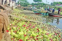 ‘পানির দরেও’ কেউ তরমুজ কিনছে না, ফেলে দেওয়া হচ্ছে খালে