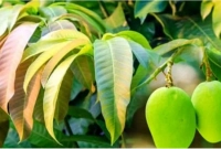 চমক : জেনে নিন আমপাতার ঔষধি গুণ