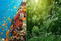 যাকে বলা হয় পৃথিবীর ফুসফুস!