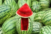 তরমুজের বাম্পার ফলন হয়েছে রাঙামাটিতে