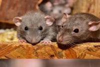 লবঙ্গ দিয়ে তাড়ান বাড়ির সব ইঁদুর!