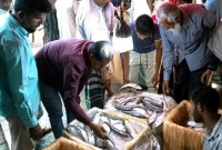 মাইকিং করে ২৫০ টাকা কেজিতে ইলিশ মাছ বিক্রি