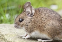 এবার ইঁদুর দমনে কর্মকর্তা নিয়োগ আকাশচুম্বী বেতনে