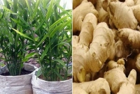 সহজে বস্তায় আদা চাষে ফলন বেশি, অধিক লাভ!