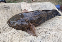 বিচিত্র ধরনের এক মাছ ধরা পড়ল খামারির জালে 