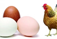 ডিম আগে নাকি মুরগি আগে, জানিয়ে দিলো চ্যাটজিপিটি