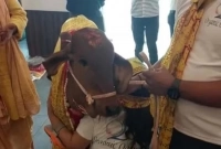 রেস্টুরেন্ট উদ্বোধনের জন্য প্রধান অতিথি গরু!