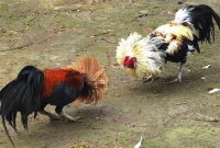 বগুড়ার ঐতিহ্যবাহী মোরগ লড়াই কী অপরূপ