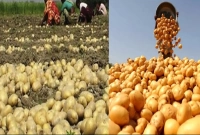 আলু খাওয়ার যত উপকারিতা