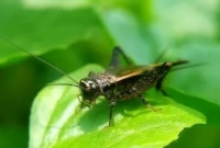 মা-খরচ-কমাতে-বাচ্চাকে-খাওয়াচ্ছেন-ঝিঁঝি-পোকা