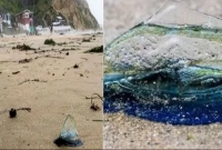 তবে কী বড় কোন বিপদ? আজব এক প্রাণী হইচই ফেলে দিয়েছে!