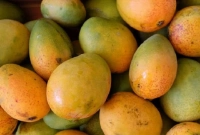 সহজ পদ্ধতিতে বুঝে নিন, আমটি কেমিক্যাল দিয়ে পাকানো কিনা?