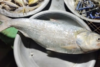 জেলের জালে ধরা পড়ল আড়াই কেজি ওজনের ইলিশ