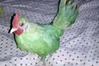 মুরগিকে রং মাখিয়ে টিয়া পাখি বলে অনলাইনে বিক্রির চেষ্টা!