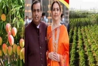 আম্বানি পরিবারের মহিলারা কখনোই সোনার গয়না পরেন না!