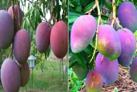 বিশ্বের সবচেয়ে দামী আম কোনটি, কেজি কত জানেন?