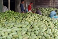 ঝরেপড়া আম বিক্রি হচ্ছে তিন টাকা কেজি দরে  ঝরেপড়া আম বিক্রি হচ্ছে তিন টাকা কেজি দরে