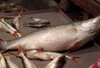 ১৩ কেজির মাছটি ১৬ হাজার ৯০০ টাকায় বিক্রি