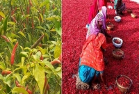 কৃষকদের মুখে হাসি, মরিচ আবাদে লাল সোনায় খ্যাত হয়ে উঠেছে পঞ্চগড় কৃষকদের মুখে হাসি, মরিচ আবাদে লাল সোনায় খ্যাত হয়ে উঠেছে পঞ্চগড়