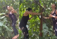 নায়িকা মিমি গাছ থেকে জামরুল পাড়ছেন!