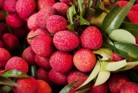 লিচুর আদিনিবাস কোথায় জানেন?