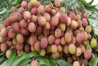 যে ভুল করবেন না লিচু খাওয়ার সময়