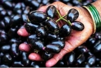 যাদের জাম খাওয়া দরকার