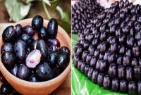 জাম খেলে শরীরে ৫ উপকার হয়