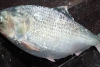 সাত হাজার টাকায় বিক্রি হলো ইলিশ মাছটি!