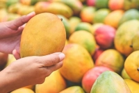 পানির দরে বিক্রি হচ্ছে সুস্বাদু আম, মাত্র ১০ টাকা কেজি!