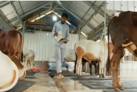 বাড়ির ছাদে গরুর খামার, দুইটি দিয়ে শুরু এখন ৪০টি