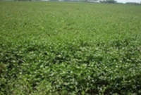 সয়াবিনের বাম্পার ফলল লক্ষীপুরে, অন্য ফসলের চেয়ে লাভ বেশি