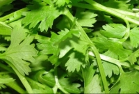 যারা ভুলেও খাবেন না ধনে পাতা!